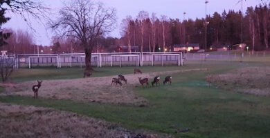 foto av Solberga Idrottsplats
