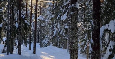 foto av Stadslidens elljuspår 10 km