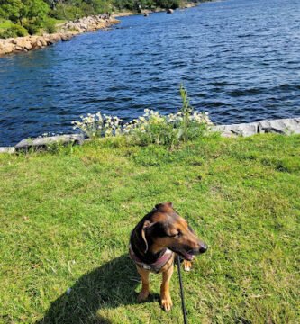 foto av Vägga havsbad utegym